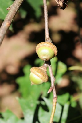 Quercus palustris - dub bahenní - plody